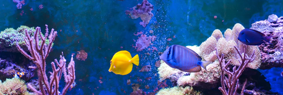 Dive Into Premium Aquatic Style